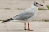 1cy Black-headed Gull in July. (85237 bytes)